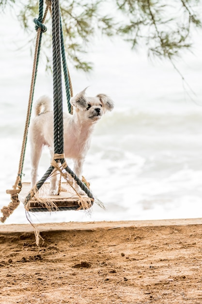 Pies tak słodki kolor beżowy mieszany rasa z Shih-Tzu, Pomorza i Pudel podróży na plaży