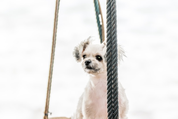 Pies tak słodki kolor beżowy mieszany rasa z Shih-Tzu, Pomorza i Pudel podróży na plaży