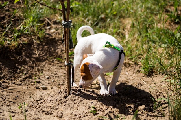 Pies Terier Jack Russell Wącha Busha