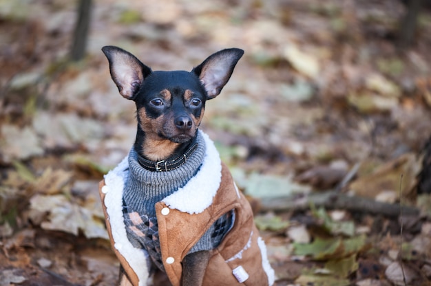 Pies, terrier, stylowo ubrany piesek w swetrze i kożuchu