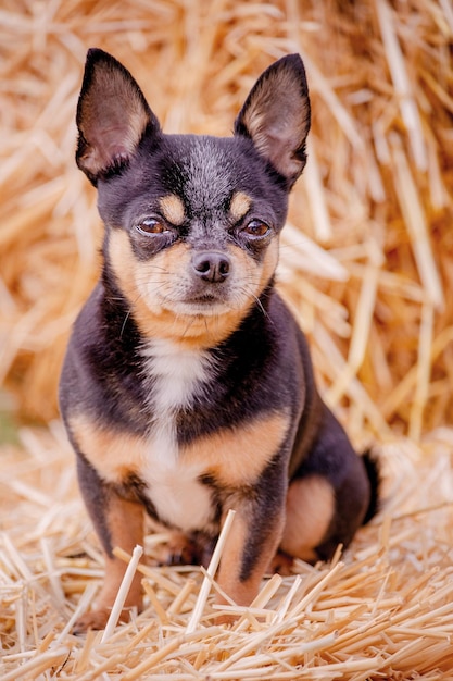 Pies tricolor Chihuahua na tle słomy Portret zwierzaka
