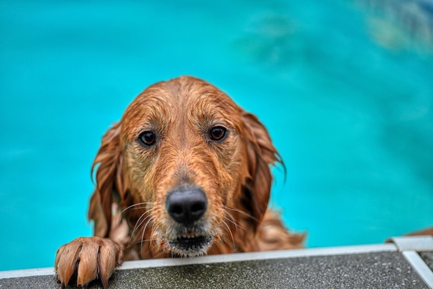 Pies w basenie, z łapą blisko boku