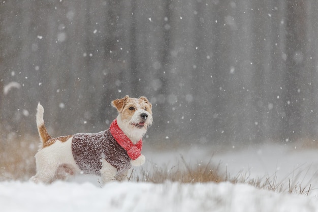 Pies w czerwonym szaliku z dzianiny i brązowym swetrze Jack Russell Terrier stoi w lesie w opadzie śniegu Niewyraźne tło napisu Koncepcja świąteczna