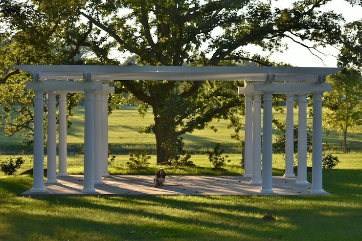 Zdjęcie pies w gazebo w parku