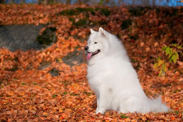 Pies w jesiennym lesie. Pożółkłe liście na ziemi. Rasa samojeda