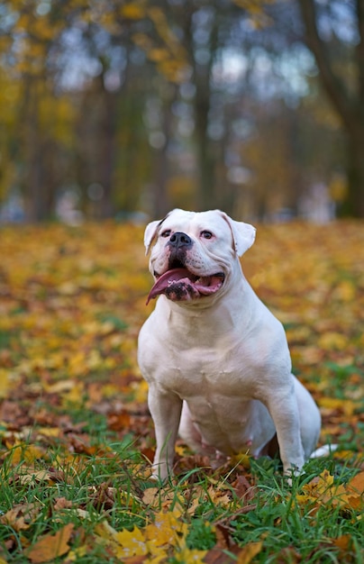 Zdjęcie pies w jesiennym parku zabawny szczęśliwy uroczy pies rasy buldog amerykański biegnie uśmiechając się w opadłych liściach koncepcja złotej jesieni pomarańczy