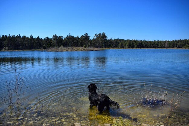 Zdjęcie pies w jeziorze