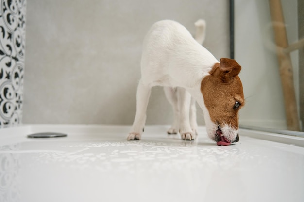 Pies w kabinie prysznicowej Mycie zwierzaka w łazience