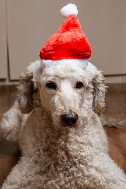 Pies w kapeluszu nowego roku patrzy w kamerę Duży pudel królewski Nowy rok i pies