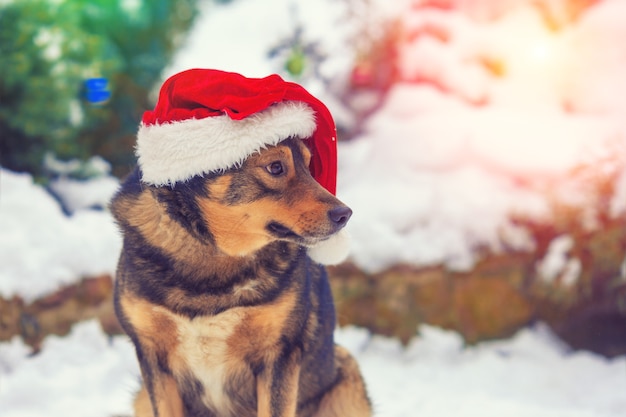 Pies w kapeluszu Świętego Mikołaja siedzący z kotkiem na zewnątrz w śniegu