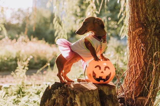 pies w kostiumie na Halloween jasne światło słoneczne przechodzi przez liście