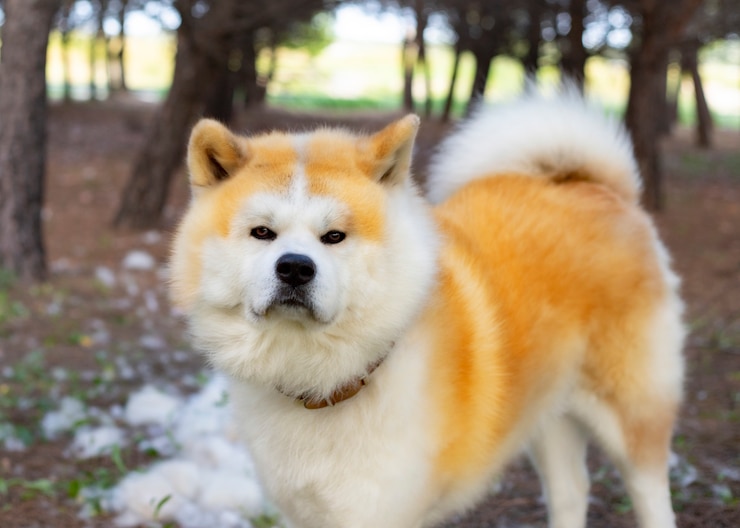 Zdjęcie pies w lesie rasy akita inu