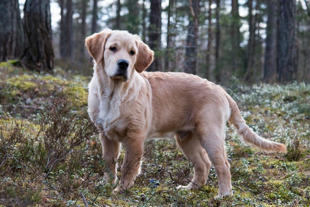 Zdjęcie pies w lesie