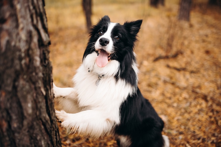 Zdjęcie pies w przyrodzie jesienny nastrój border collie w opadających liściach w lesie