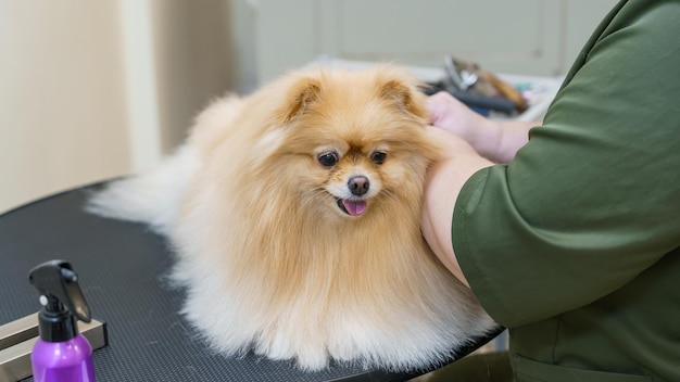 Zdjęcie pies w salonie dla zwierząt pielęgnacja zwierząt przycinanie pazurów i suszenie czesanie wełny oraz strzyżenie pielęgnacja zwierząt