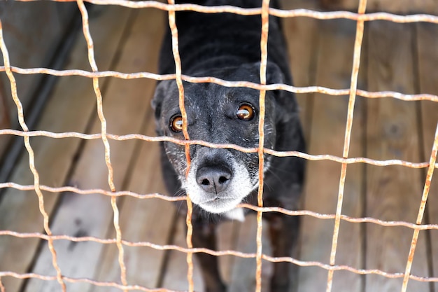 Pies w schronisku dla zwierząt Koncepcja adopcji