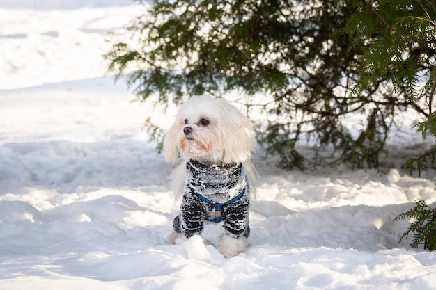 Pies W śniegu
