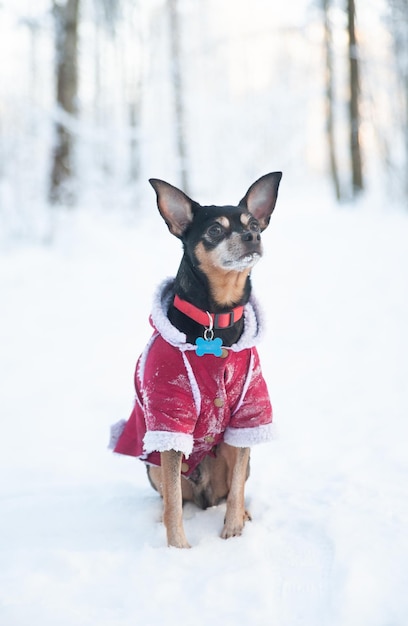 Pies W Swetrze I Kożuchu W Zimowym Lesie