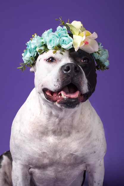 Pies w wieńcu kwiatów na tle bzu Modne zwierzę domowe American Staffordshire Terrier