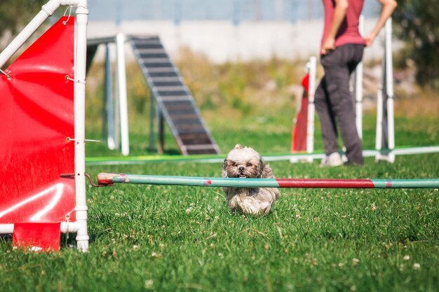 Zdjęcie pies w zawodach agility w zielonym, trawiastym parku