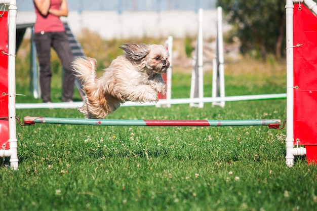 Pies w zawodach agility w zielonym, trawiastym parku