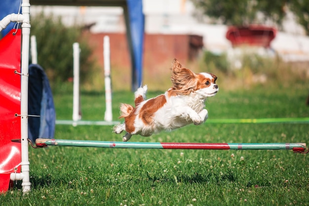 Pies w zawodach agility w zielonym, trawiastym parku