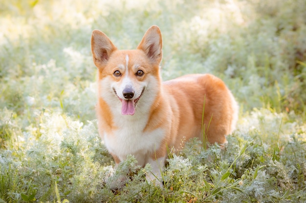 Pies walijski corgi na trawie