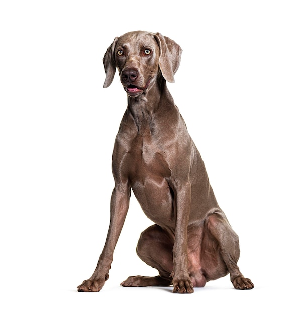 Pies Weimaraner wyizolowany na białym