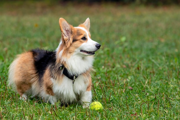 Pies Welsh Corgi na zielonym polu. Zbliżenie...