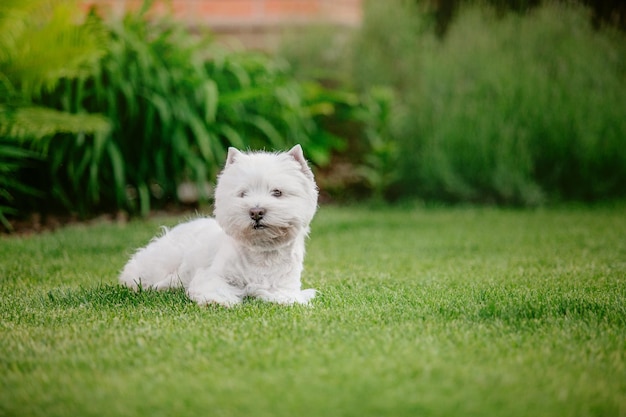 Pies west highland white terrier siedzi na trawie