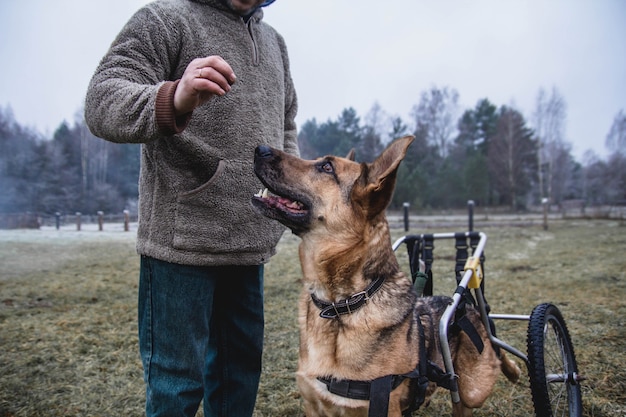 Zdjęcie pies wózek inwalidzki owczarek niemiecki niepełnosprawny