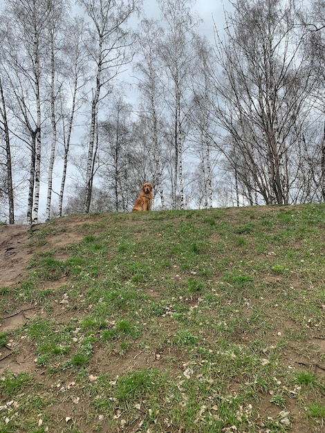 Pies wspiął się na wzgórze i siedzi tam jak król lew