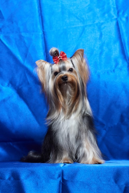 Pies yorkshire terrier na niebieskim tle.