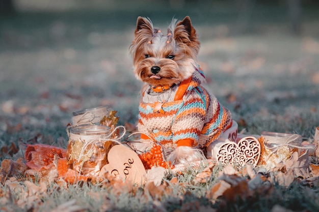 pies yorkshire terrier