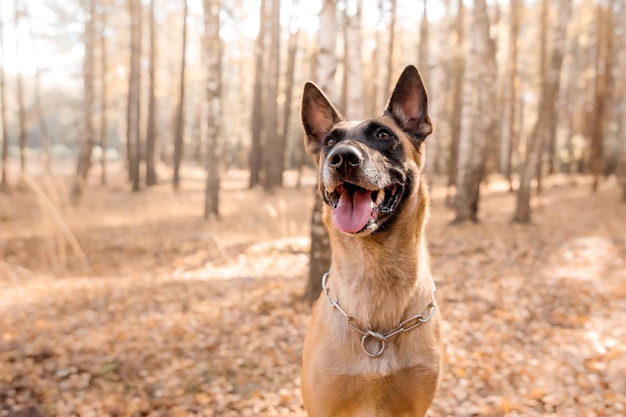 Pies z dynią jesienią. Pies Halloween. Owczarek belgijski Malinois. Zbiór. Święto Dziękczynienia