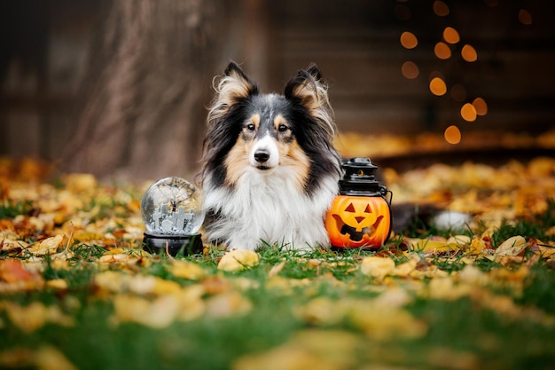 Pies z dyniami Owczarek szetlandzki Święto Dziękczynienia Sezon jesienny Święta Halloween Rasa psa Sheltie