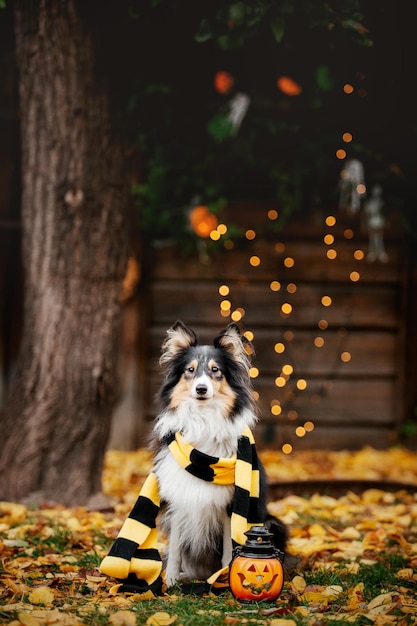 Zdjęcie pies z dyniami owczarek szetlandzki święto dziękczynienia sezon jesienny święta halloween rasa psa sheltie