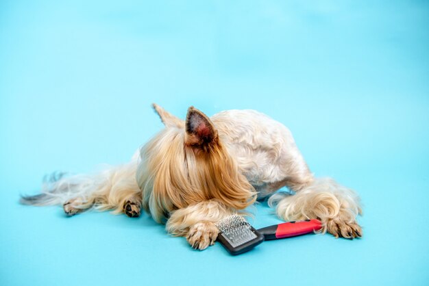 Pies z fryzurą Czesanie psa Niebieskie tło Koncepcja groomera