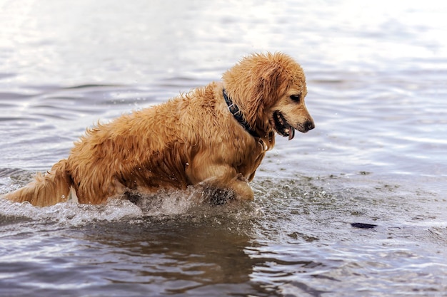 Zdjęcie pies z obrożą bawiący się w wodzie. golden retriever dog baw się w jeziorze, morzu lub rzece