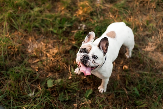 Pies z obrożą z napisem „buldog francuski”.