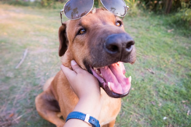 Zdjęcie pies z okularami przeciwsłonecznymi