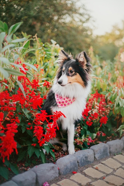 Pies z różowym sercem na szyi stoi w ogrodzie pełnym czerwonych kwiatów.