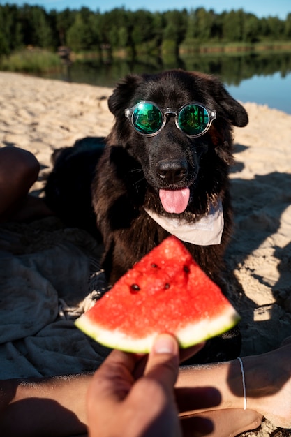 Zdjęcie pies z widokiem z przodu z arbuzem na plaży?