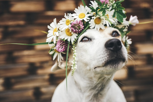 Zdjęcie pies z wieńcem kwiatów w letni dzień