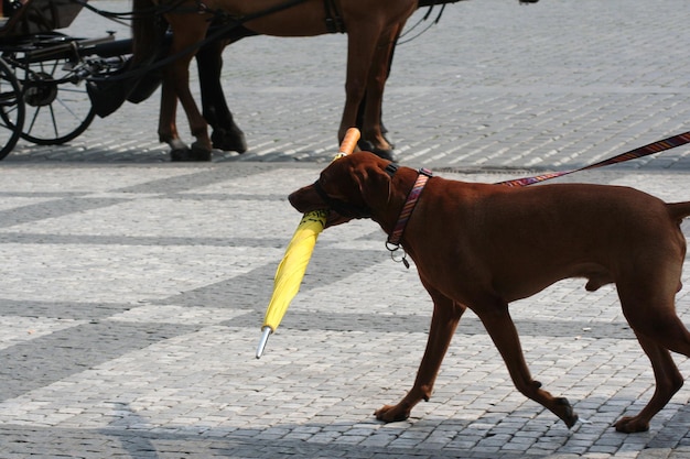 Zdjęcie pies z żółtą parasolką idący ulicą