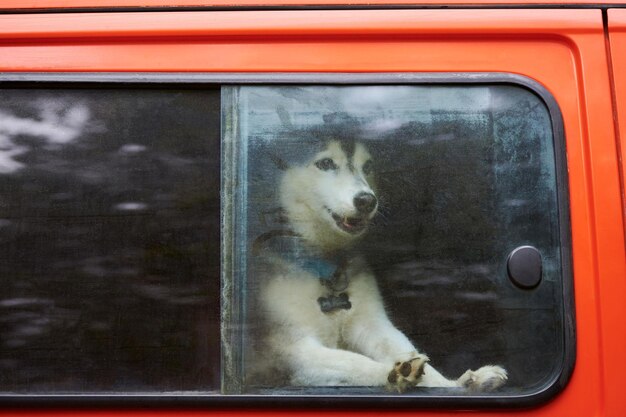 Pies zaprzęgowy Siberian Husky w czerwonym samochodzie, pies Husky patrzący przez okno samochodu zamknięte w samochodzie czeka na właściciela. Zabawny pies Husky z ciemnym i białym płaszczem, koncepcja podróży i podróży. Transport zwierząt