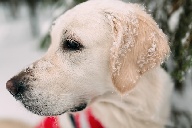 Pies ze śniegiem na nosie i uszach siedzi w zaśnieżonym lesie pod drzewem