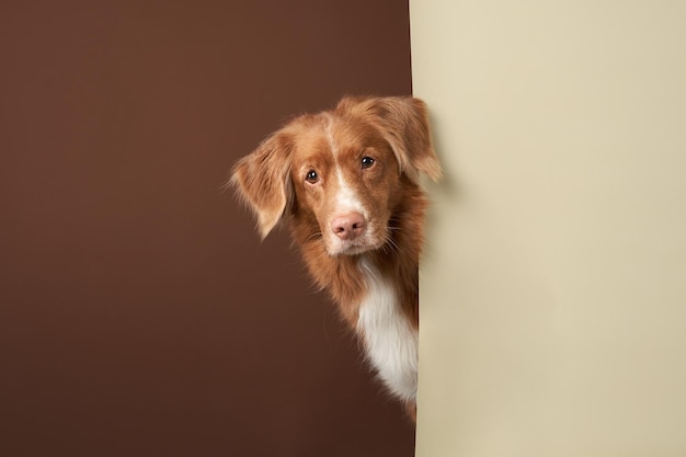 Zdjęcie pies zerkający ginger nova scotia duck retriever tolling na beżowo-brązowym tle