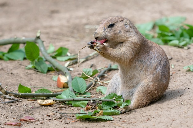 Piesek preriowy Cynomys ludovicianus