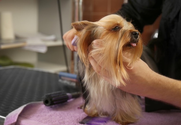 Pieszy fryzjer z psem z Yorkshire w salonie